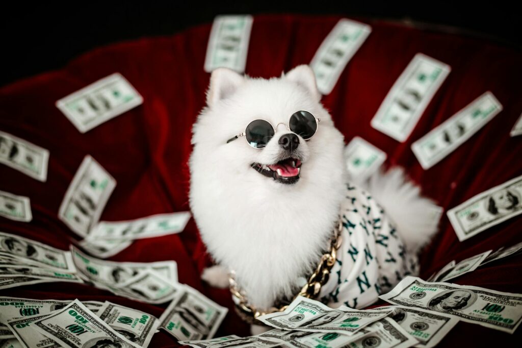 Cómo generar pasivos con pólizas de mascotas 1 pexels photo 17880529