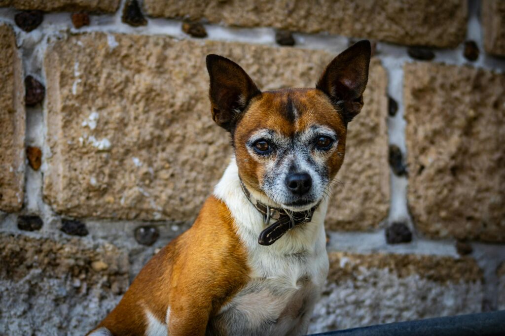 Seguros de mascotas y créditos sin deudas ocultas 1 pexels photo 32668804 3