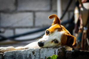 pexels photo 32668810